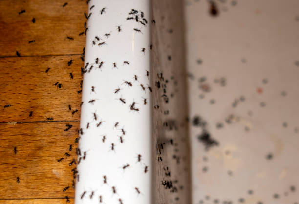 Trusted Napoleon, OH Pest Control Experts